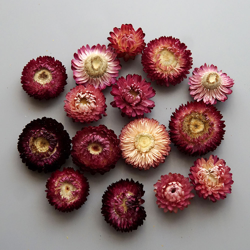Natural Dried Colorful Chrysan - đánh giá và giá Candle Making Experience
